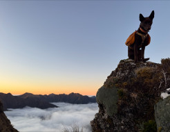 A Kelpie dog sits on a rock in front of the sky, beneath the dog in the background are mountain tops and clouds.